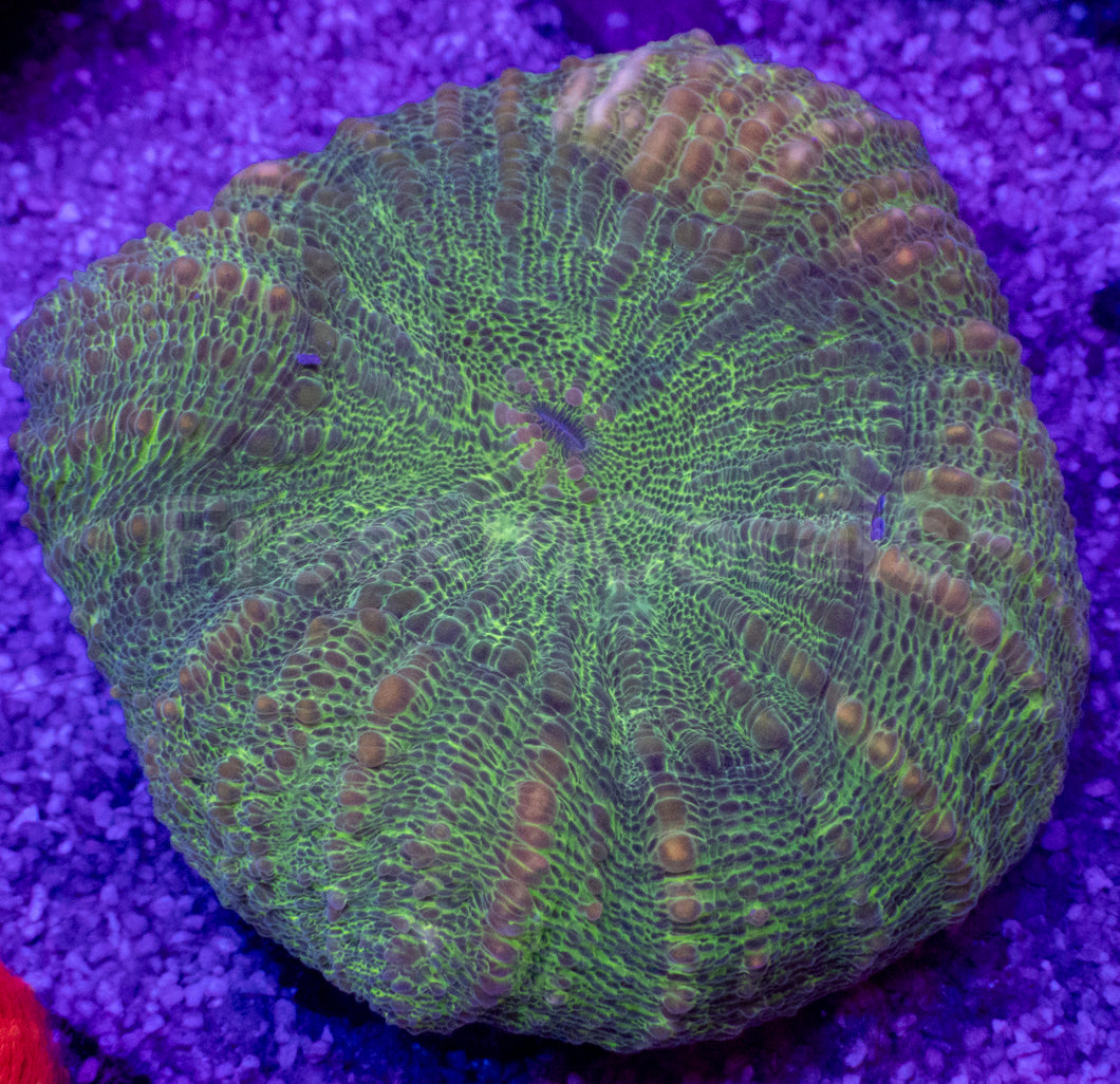 Crocodile Skin Lobophyllia – Size S (WYSIWYG)