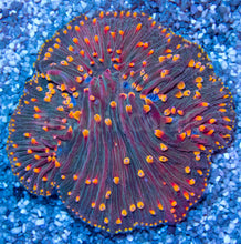 Carregar imagem no visualizador da galeria, FK Rainbow Cycloseris (Indonesia)