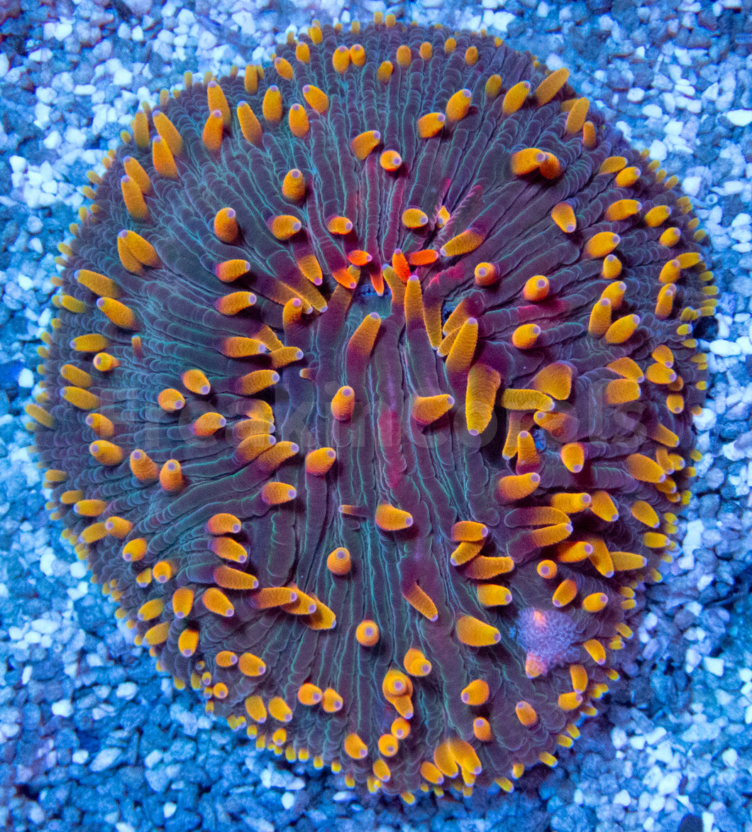 FK Rainbow Cycloseris (Indonesia)