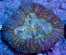 Carregar imagem no visualizador da galeria, FK RainbowStrikes Lobophyllia (Indonesia, XL Size)