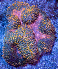 Load image into Gallery viewer, FK Mastergrade Rainbow Gold &amp; Pink Symphillia (Indonesia)