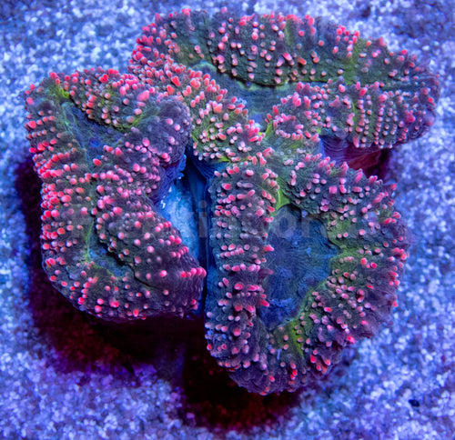 FK Sweet Cotton Lobophyllia (Indonesia)