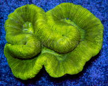 Load image into Gallery viewer, FK Fluor Trachyphyllia (Toxic Color)