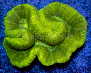 FK Fluor Trachyphyllia (Toxic Color)