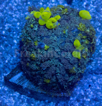 Carregar imagem no visualizador da galeria, FK Uranium Bounce Rodhacthis (Collector Coral)