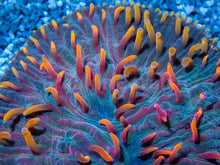 Carregar imagem no visualizador da galeria, FK Rainbow Cycloseris (Indonesia)