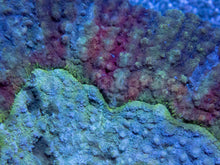 Carregar imagem no visualizador da galeria, FK RainbowStrikes Lobophyllia (Indonesia, XL Size)