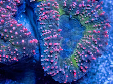 Carregar imagem no visualizador da galeria, FK Sweet Cotton Lobophyllia (Indonesia)