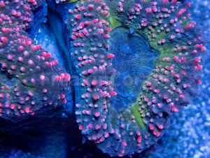 FK Sweet Cotton Lobophyllia (Indonesia)