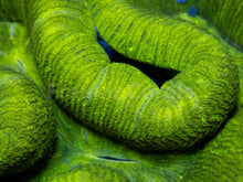 Load image into Gallery viewer, FK Fluor Trachyphyllia (Toxic Color)