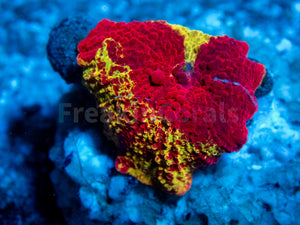 FK Jawbreaker Discosoma (Signature Coral)