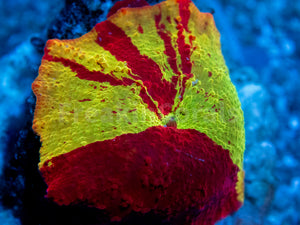 FK Jawbreaker Discosoma (Signature Coral)