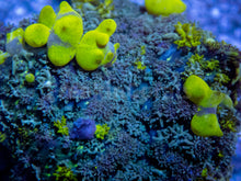 Carregar imagem no visualizador da galeria, FK Uranium Bounce Rodhacthis (Collector Coral)