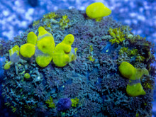 Carregar imagem no visualizador da galeria, FK Uranium Bounce Rodhacthis (Collector Coral)