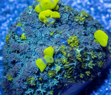 Carregar imagem no visualizador da galeria, FK Uranium Bounce Rodhacthis (Collector Coral)