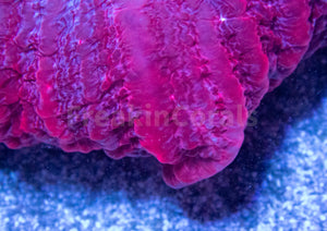 FK Red & Blue Vampire Cynarina (Collector Coral)