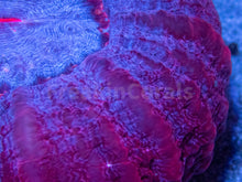 Load image into Gallery viewer, FK Red &amp; Blue Vampire Cynarina (Collector Coral)