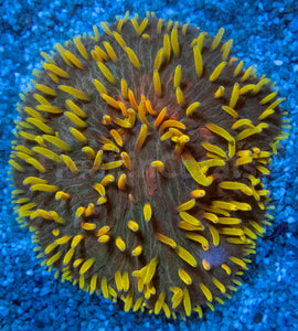 FK Rainbow Cycloseris (Indonesia)