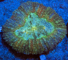 Carregar imagem no visualizador da galeria, FK RainbowStrikes Lobophyllia (Indonesia, XL Size)