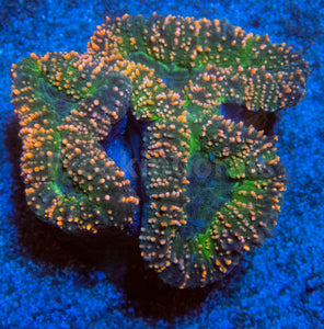 FK Sweet Cotton Lobophyllia (Indonesia)