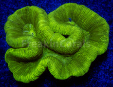 Load image into Gallery viewer, FK Fluor Trachyphyllia (Toxic Color)