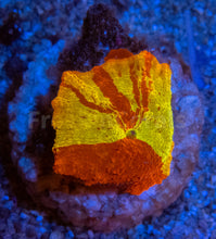 Load image into Gallery viewer, FK Jawbreaker Discosoma (Signature Coral)