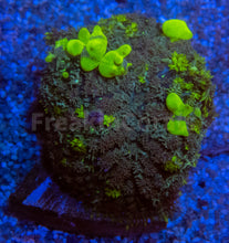 Carregar imagem no visualizador da galeria, FK Uranium Bounce Rodhacthis (Collector Coral)