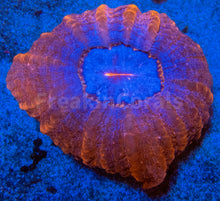 Load image into Gallery viewer, FK Red &amp; Blue Vampire Cynarina (Collector Coral)