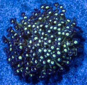 FK Glitter Goniopora Colony (Collector Coral)