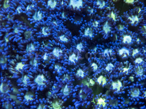 FK Glitter Goniopora Colony (Collector Coral)