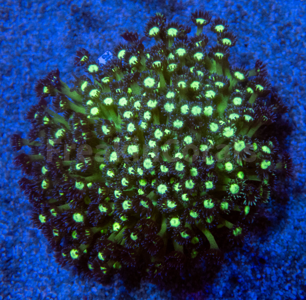 FK Glitter Goniopora Colony (Collector Coral)