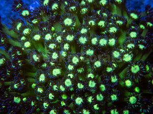 FK Glitter Goniopora Colony (Collector Coral)