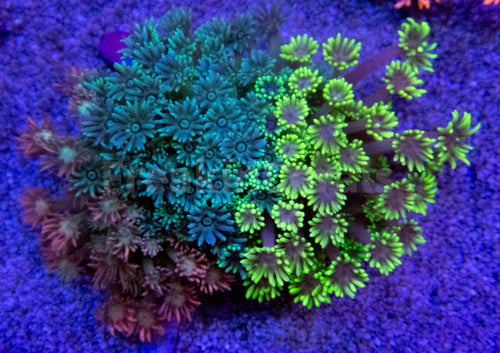 FK Three Color Goniopora Colony (Collector Coral)