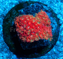 Carregar imagem no visualizador da galeria, FK Rainbow Glitter Bernardopora (Small Frag)