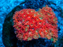 Carregar imagem no visualizador da galeria, FK Rainbow Glitter Bernardopora (Small Frag)