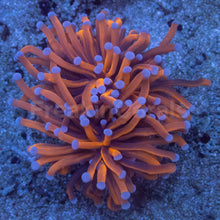 Load image into Gallery viewer, Euphyllia glabrescens “Golden Ember Blue Tip” – Torch Coral WYSIWYG - 2 Heads