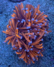 Load image into Gallery viewer, Euphyllia glabrescens “Golden Ember Blue Tip” – Torch Coral WYSIWYG - 2 Heads
