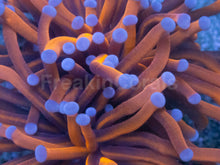 Load image into Gallery viewer, Euphyllia glabrescens “Golden Ember Blue Tip” – Torch Coral WYSIWYG - 2 Heads