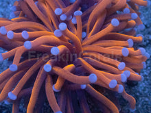Load image into Gallery viewer, Euphyllia glabrescens “Golden Ember Blue Tip” – Torch Coral WYSIWYG - 2 Heads