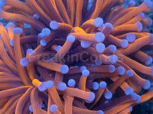 Load image into Gallery viewer, Euphyllia glabrescens “Golden Ember Blue Tip” – Torch Coral WYSIWYG - 2 Heads