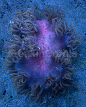 Load image into Gallery viewer, Catalaphyllia jardinei “Purple Nebula Petrol Blue” – Elegance Coral L – WYSIWYG