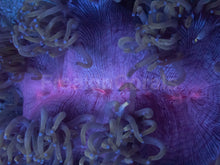 Load image into Gallery viewer, Catalaphyllia jardinei “Purple Nebula Petrol Blue” – Elegance Coral L – WYSIWYG
