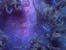 Load image into Gallery viewer, Catalaphyllia jardinei “Purple Nebula Petrol Blue” – Elegance Coral L – WYSIWYG