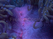 Load image into Gallery viewer, Catalaphyllia jardinei “Purple Nebula Petrol Blue” – Elegance Coral L – WYSIWYG