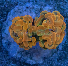 Load image into Gallery viewer, Euphyllia paraancora “Ultra Golden Ember” – Super Rare Hammer Coral – 2–3 Heads – Similar to Photo