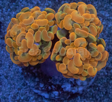 Load image into Gallery viewer, Euphyllia paraancora “Ultra Golden Ember” – Super Rare Hammer Coral – 2–3 Heads – Similar to Photo
