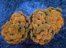 Load image into Gallery viewer, Euphyllia paraancora “Ultra Golden Ember” – Super Rare Hammer Coral – 2–3 Heads – Similar to Photo