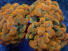 Load image into Gallery viewer, Euphyllia paraancora “Ultra Golden Ember” – Super Rare Hammer Coral – 2–3 Heads – Similar to Photo
