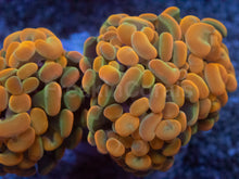 Load image into Gallery viewer, Euphyllia paraancora “Ultra Golden Ember” – Super Rare Hammer Coral – 2–3 Heads – Similar to Photo