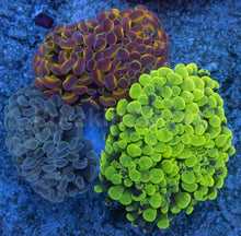 Carregar imagem no visualizador da galeria, Euphyllia paraancora “Ultra Triple Fusion” – 3 Colour Hammer Garden – Similar to Photo